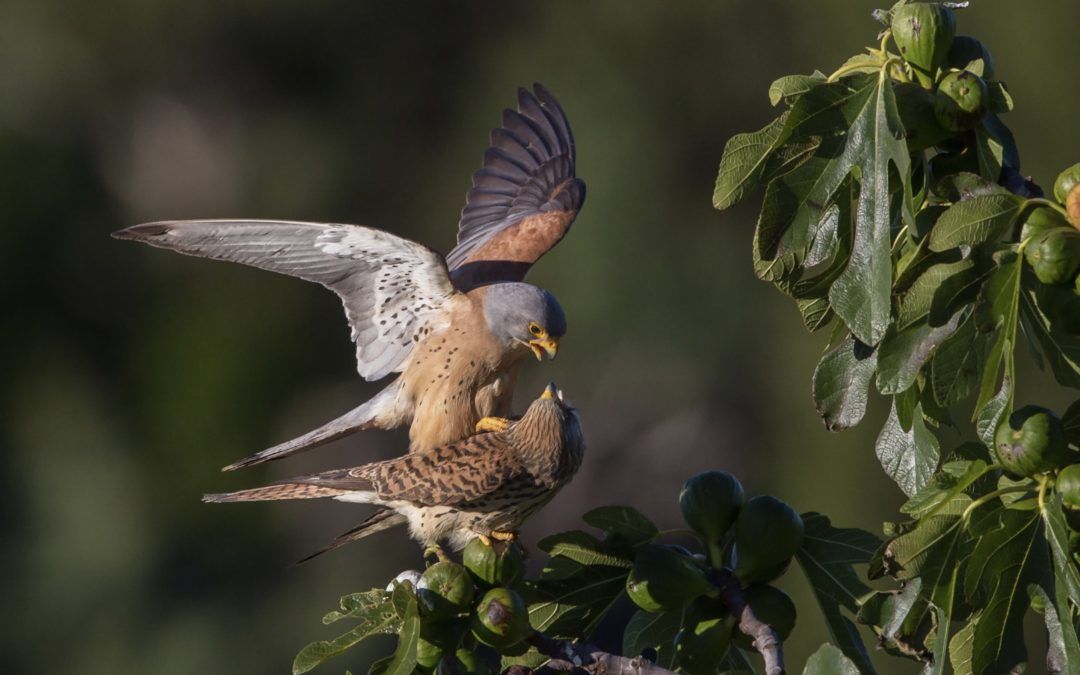 Falco naumanni